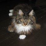 Komeda Coffee Store Heiwa